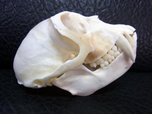 即納☆高品質！ベルベットモンキー（オス）頭骨 ※捕獲データ付 - 頭骨