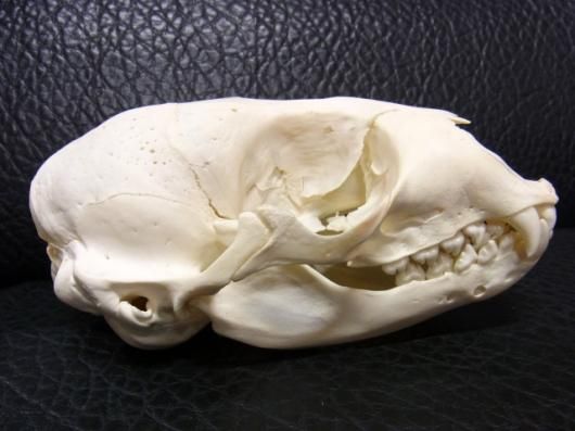 ☆ 即納 ☆ 高品質！ ゼニガタアザラシの頭骨 - 頭骨・骨格標本・剥製