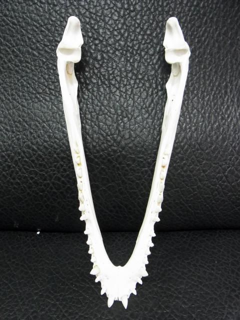 高品質　29ｃｍ！シャムワニの頭骨 ☆即納☆高品質 美！ シャムワニの全身骨格標本☆ - 頭骨・骨格