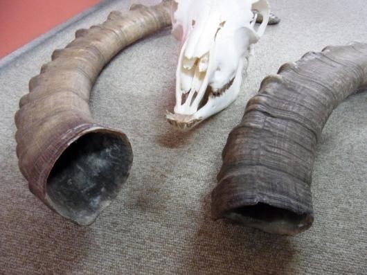 ☆即納☆ 美！ アイベックス 頭骨／スカルホーン - 頭骨・骨格標本