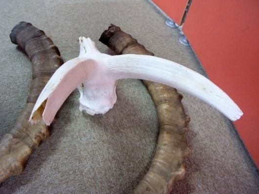 ☆即納☆ 美！ アイベックス 頭骨／スカルホーン - 頭骨・骨格標本