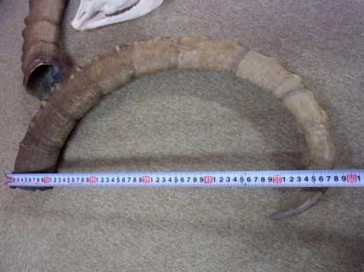 ☆即納☆ 美！ アイベックス 頭骨／スカルホーン - 頭骨・骨格標本