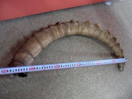 ☆即納☆ 美！ アイベックス 頭骨／スカルホーン - 頭骨・骨格標本