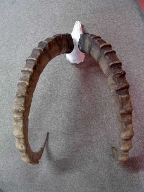 高品質！イランド スカルホーン（幼獣）A ☆即納☆ 迫力！ジャイアントイランド スカルホーン（台座付