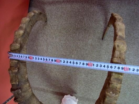 ☆即納☆ 美！ アイベックス 頭骨／スカルホーン - 頭骨・骨格標本