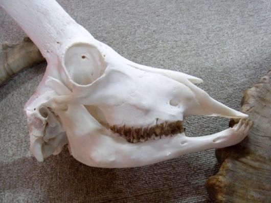 ☆即納☆ 美！ アイベックス 頭骨／スカルホーン - 頭骨・骨格標本