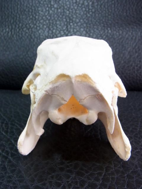 ☆即納☆ カピバラの頭骨 - 頭骨・骨格標本・剥製販売 【Core-Box】