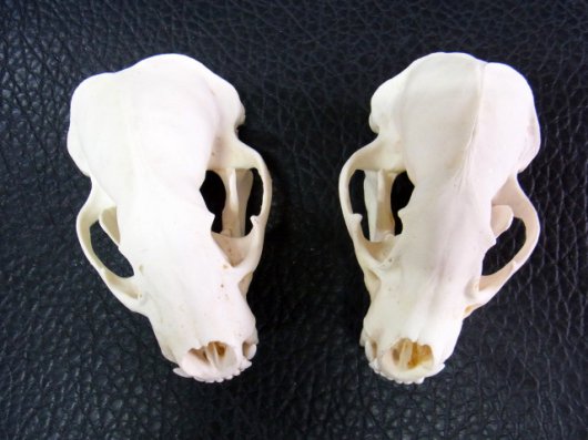 ☆ 即納 ☆ 高品質！アメリカアナグマの頭骨 - 頭骨・骨格標本・剥製 