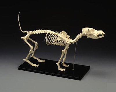 ★イヌの全身骨格模型☆レプリカ☆ - 頭骨・骨格標本・剥製販売　【Core-Box】