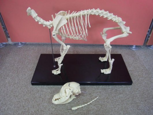 イヌの全身骨格模型（レプリカ）-