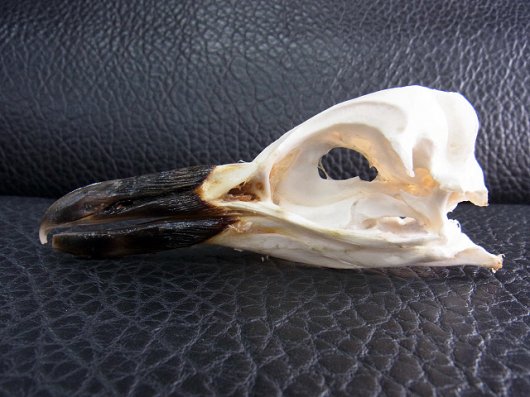 ☆即納☆貴重！マゼランペンギン 頭骨 - 頭骨・骨格標本・剥製販売 