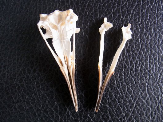 ☆即納☆貴重！マゼランペンギン 頭骨 - 頭骨・骨格標本・剥製販売