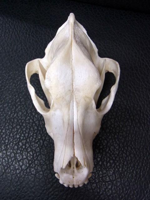 キナル別注 送料無料 大型犬 ラブラドール レトリバー 頭骨 本物 骨格 標本 剥製 動物学 生物学 獣医学 大学 医療 研究 オブジェ インテリア 上質で快適 Www Aquapark Mk