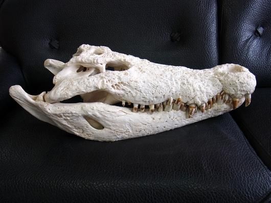 特大 ホシエイ 頭骨標本 特大 ホシエイ 頭骨標本 Amazon.co.jp: 本物のクロコダイルの頭蓋骨