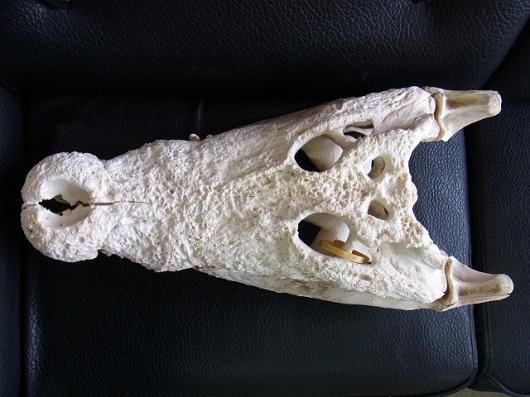 特大 ホシエイ 頭骨標本 魚の骨格標本の作り方：とてもよくわかるマダイの頭骨の組み立て