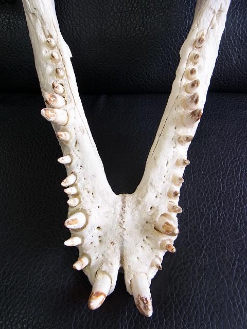 26 Inch Nile Crocodile Skull - Bone Clones - Osteological