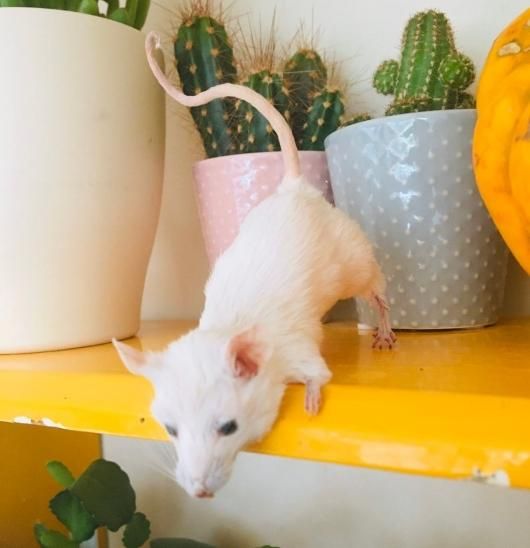 hacodeco様 ねずみ ピンクねずみ 作家 ※ 指1本破損あり 【公式通販】