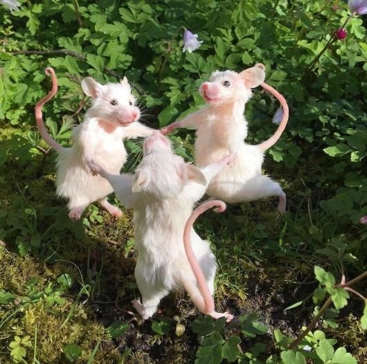 踊るネズミ 剥製 - 頭骨・骨格標本・剥製販売 【Core-Box】