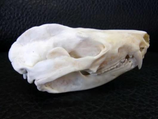 ☆即納☆ キタオポッサム（Lサイズ） の頭骨 ☆ - 頭骨・骨格