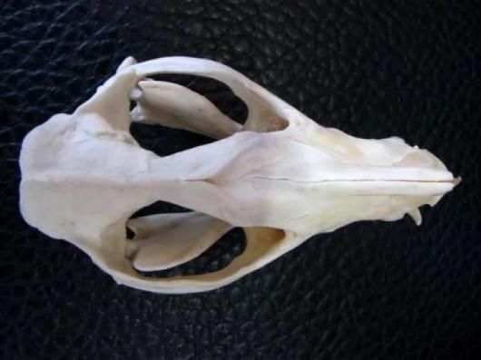 高品質 オポッサムの頭骨 ★ Lサイズ ☆即納☆ キタオポッサム（Lサイズ） の頭骨 ☆ - 頭骨・骨格