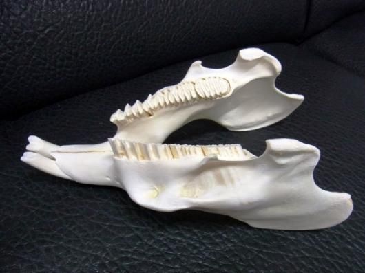 高品質！カピバラ（幼獣）の頭骨 67f1dfc028723b80ef9dc311c9e695