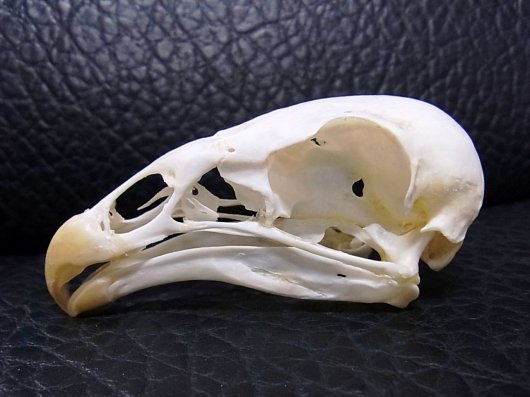 即納☆美！レア！ キガシラコンドルの頭骨 - 頭骨・骨格標本・剥製販売