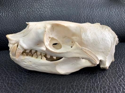 高品質 オポッサムの頭骨 ★ S サイズ 2_000000000028.jpg?1678209903