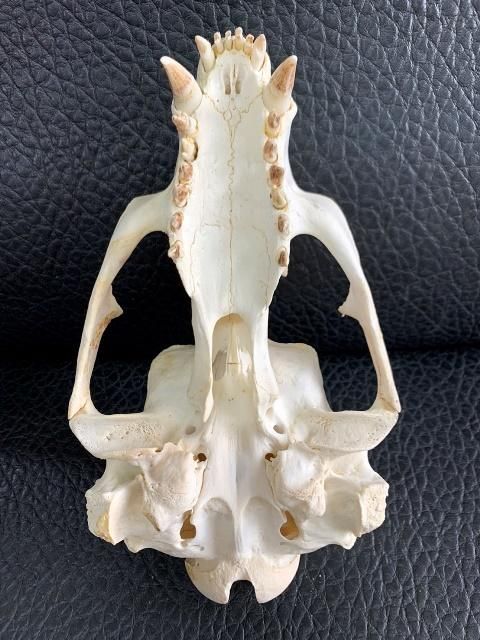高品質 オポッサムの頭骨 ★ S サイズ ☆ 即納 ☆ 高品質 セイウチ 頭骨 ♂ （CITESコピー付） - 頭骨