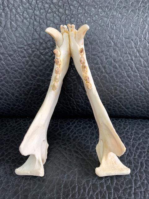 ☆ 即納 ☆ ミナミアメリカオットセイ（オス）の頭骨 - 頭骨