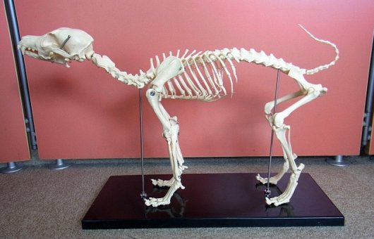☆ 即納 ☆ イヌの全身骨格模型 レプリカ（B級品） - 頭骨・骨格標本