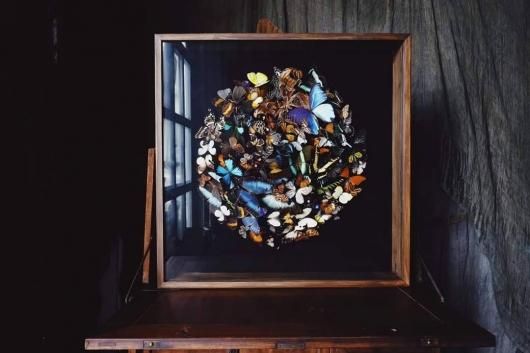 海外アーティスト作品】 蝶の標本 - 頭骨・骨格標本・剥製販売