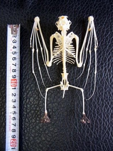 ☆即納☆ 羽を広げた デマレルーセットオオコウモリの全身骨格標本