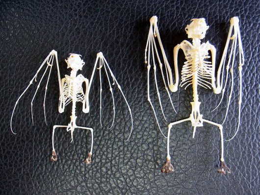 ☆即納☆ 羽を広げた デマレルーセットオオコウモリの全身骨格標本 