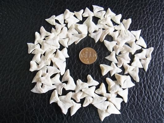 ☆即納☆世界で最も美しいサメ ヨシキリザメの歯（10本セット