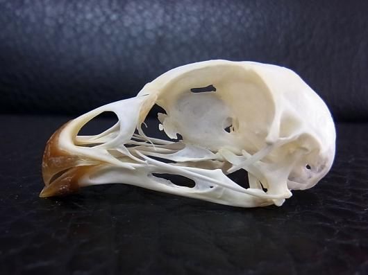 高品質　ガチョウ 頭骨 ♂ 即納☆ 高品質 ガチョウ 頭骨 ♂ - 頭骨・骨格標本・剥製販売