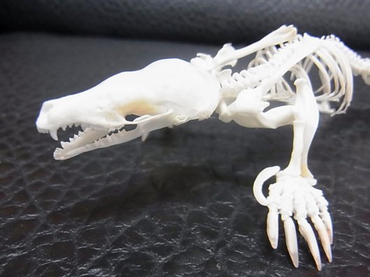 即納！ 高品質 ヨーロッパモグラ（Northern Mole）全身骨格標本 - 頭骨