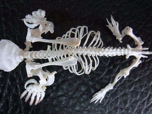 即納！ 高品質 ヨーロッパモグラ（Northern Mole）全身骨格標本 - 頭骨