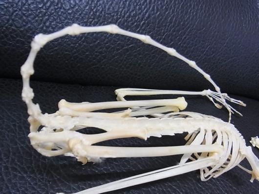 レア！ マレーヒヨケザル Sunda Flying Lemur 全身骨格標本 ☆即納☆レア！ マレーヒヨケザル Sunda Flying Lemur 全身骨格