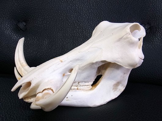 ☆即納☆ アフリカ便 迫力サイズ！ イボイノシシ 成獣の頭骨 - 頭骨 