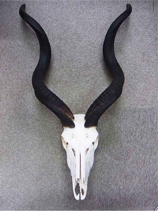 ☆即納☆ アフリカ便 クーズー Greater kudu スカルホーン（下顎付 