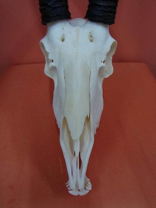 ☆即納☆アフリカ便 スプリングボック 頭骨 - 頭骨・骨格標本・剥製