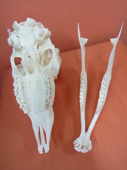 ☆即納☆アフリカ便 スプリングボック 頭骨 - 頭骨・骨格標本