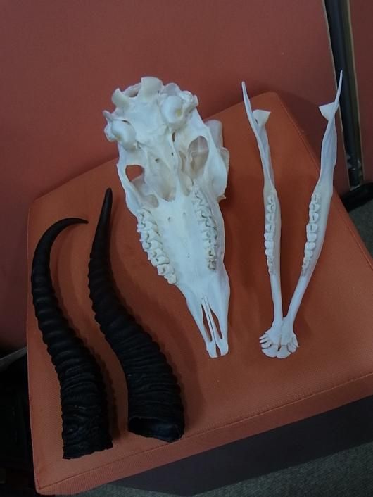 ☆即納☆アフリカ便 スプリングボック 頭骨 - 頭骨・骨格標本