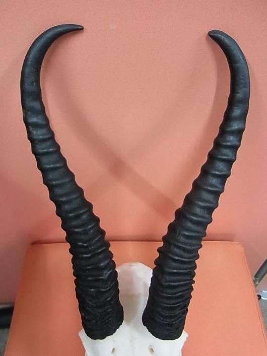 ☆即納☆アフリカ便 スプリングボック 頭骨 - 頭骨・骨格標本・剥製