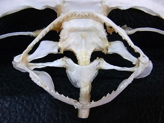 ☆即納☆珍品！シロシュモクザメの頭骨☆ハンマーヘッドシャーク