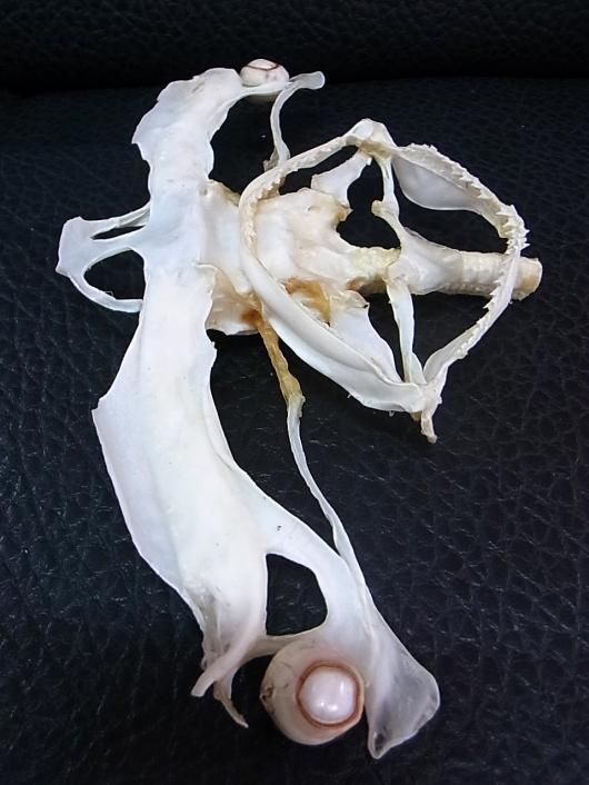 ☆即納☆珍品！シロシュモクザメの頭骨☆ハンマーヘッドシャーク
