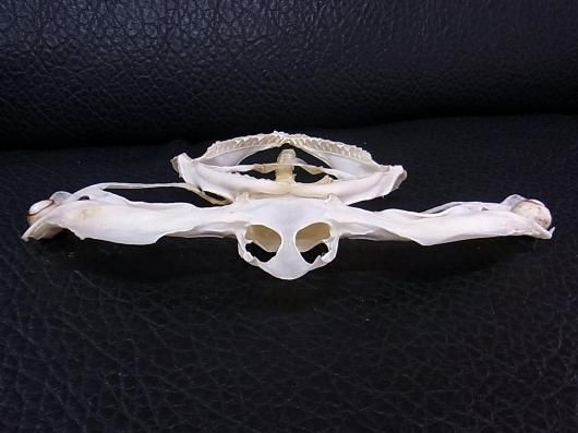 ☆即納☆珍品！シロシュモクザメの頭骨☆ハンマーヘッドシャーク