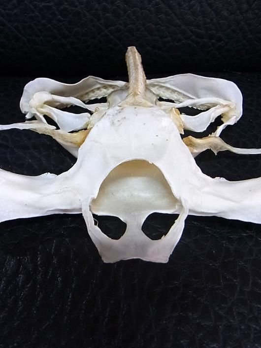 ☆即納☆珍品！シロシュモクザメの頭骨☆ハンマーヘッドシャーク