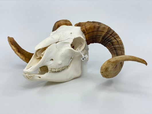 高品質！ヨーロッパ　ヤギの頭骨　No.1 - 頭骨・骨格標本・剥製販売　【Core-Box】