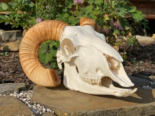 小笠原で拾ったヤギの頭骨 高品質！ヨーロッパ ヤギの頭骨 No.5 - 頭骨・骨格標本・剥製販売